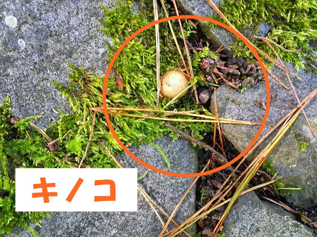 発見したキノコ