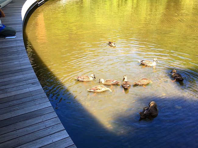 ケラ池にいるカモの親子