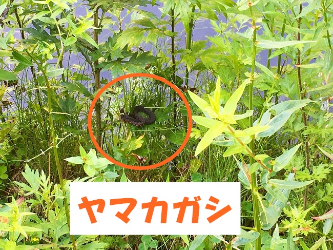 毒蛇のヤマカガシ