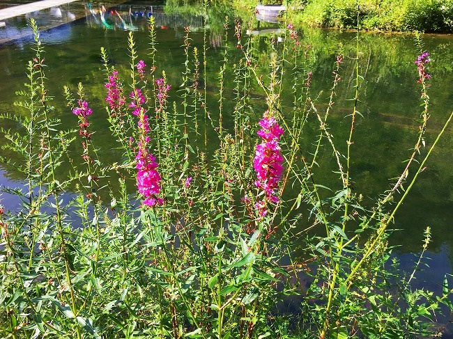 美しいピンクの花