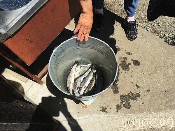 魚釣りで釣った魚