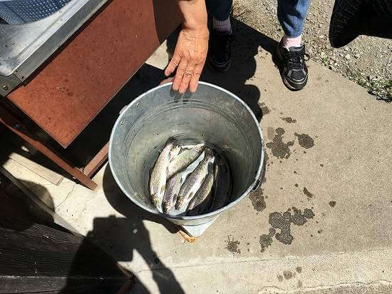 魚釣りで釣った魚