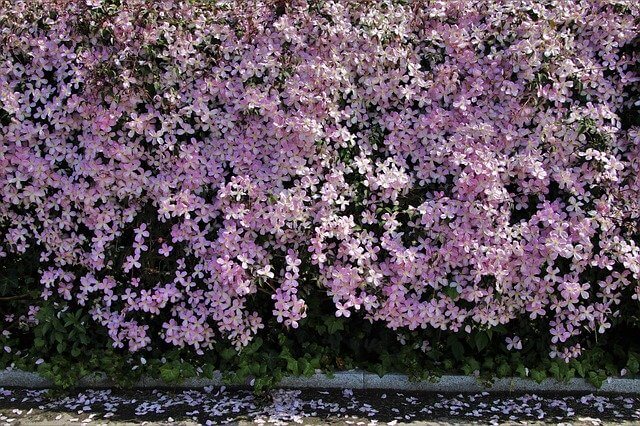 クレチマスの花