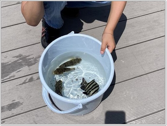 釣れた魚