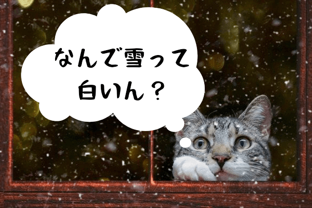 雪をみる猫