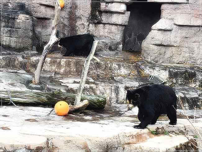 メガネグマの様子