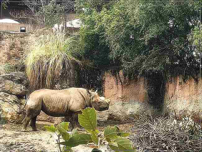 天王寺動物園のサイ