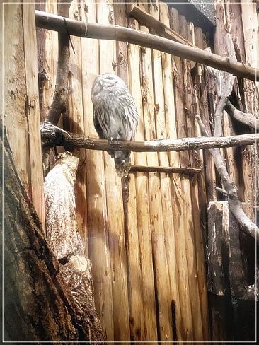 天王寺動物園のフクロウ