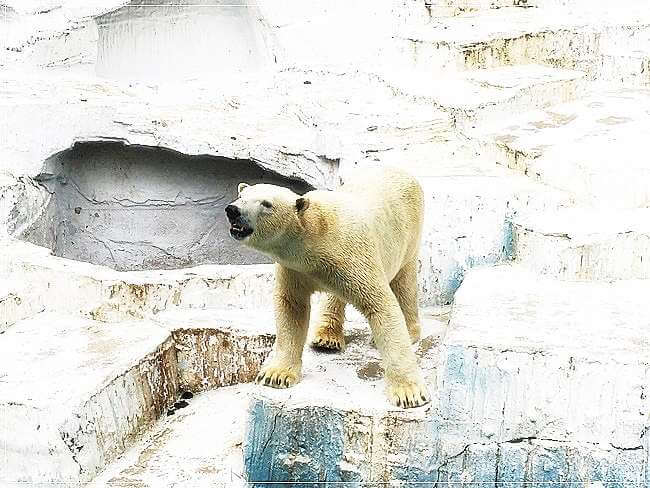 ホッキョクグマのゴーゴ君