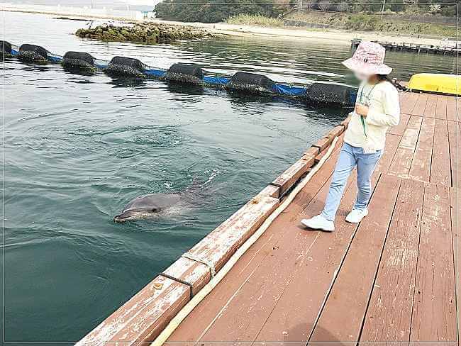 すぐ近くでイルカが見れる