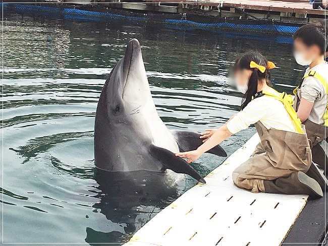 イルカと握手をする子どもたち