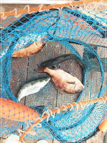 釣り上げた4匹の魚