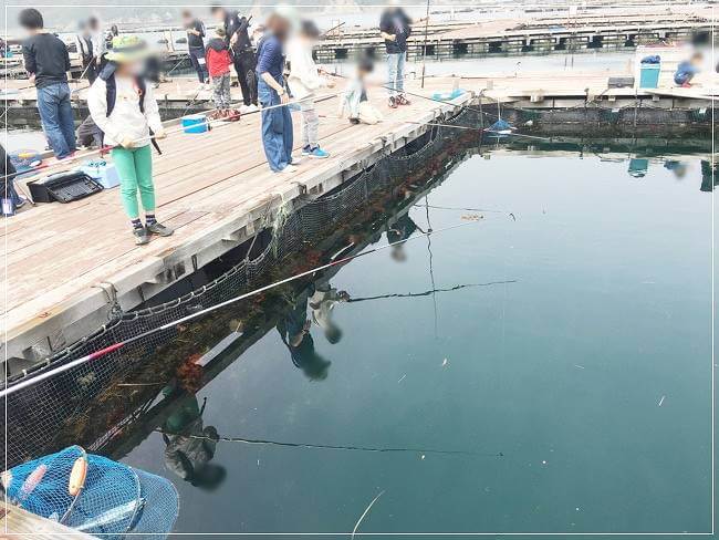 マダイの釣り堀で釣りをする息子