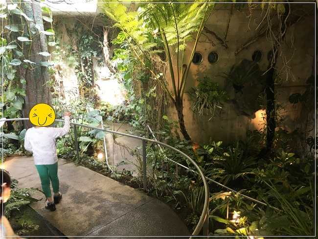 「奇跡の星の植物館」のシダルーム