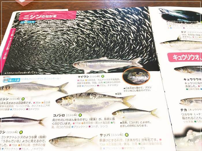 「魚図鑑」を出してきて調べました