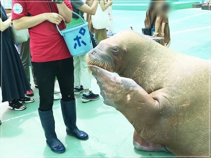 伊勢シーパラダイスのセイウチ