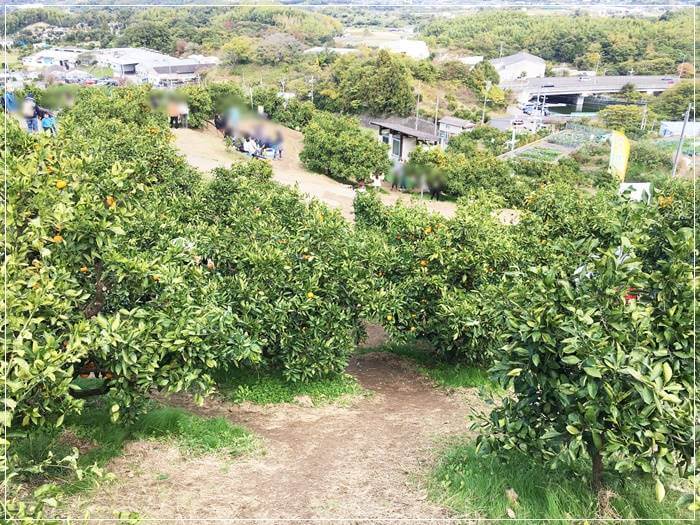 井川みかん園の園内の様子