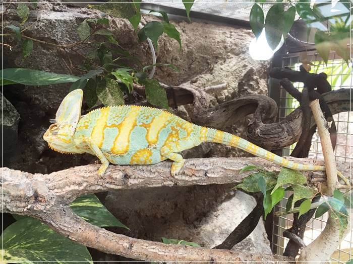 鳥羽水族館のイグアナ