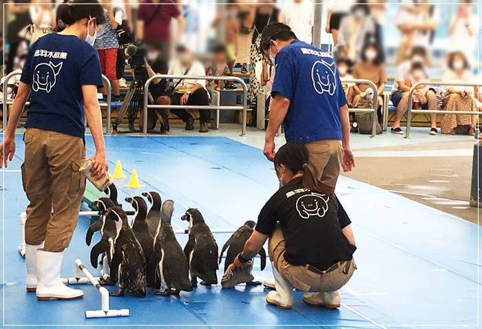 鳥羽水族館のペンギンのショー