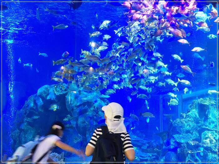 鳥羽水族館の大きな水槽の前