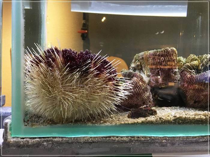 鳥羽水族館のモフモフの生き物