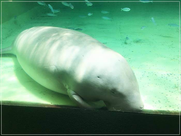 鳥羽水族館のジュゴンのセレナ