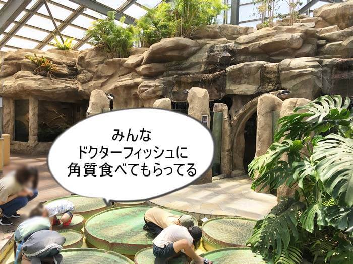 鳥羽水族館のドクターフィッシュ