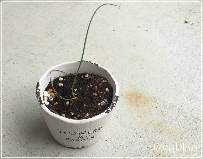 大きめの鉢に植え替えたカプセルの栽培セットのネギ