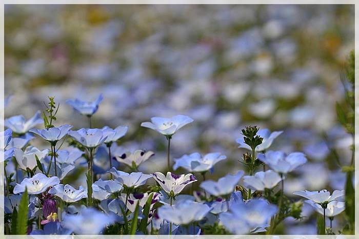 ネモフィラの花言葉「許す」