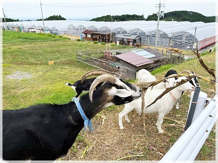 「いずみふれあい農の里」のヤギに餌やり