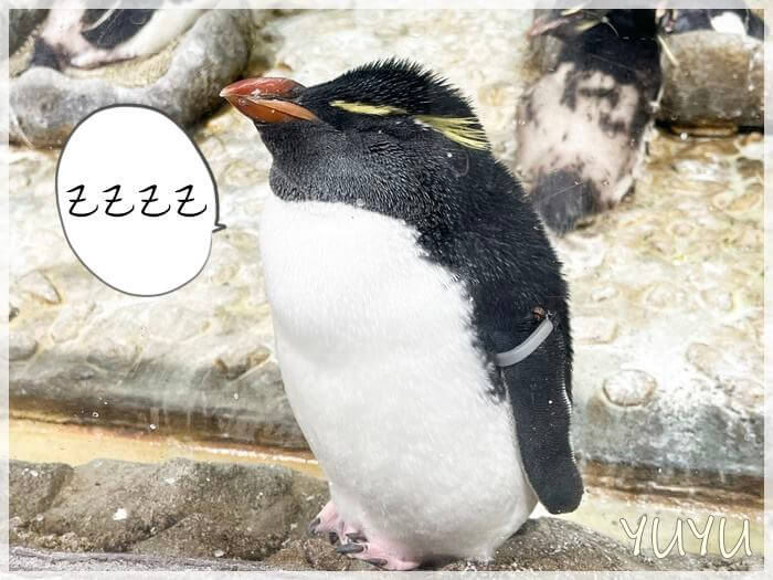 夜の海遊館で寝ているペンギン