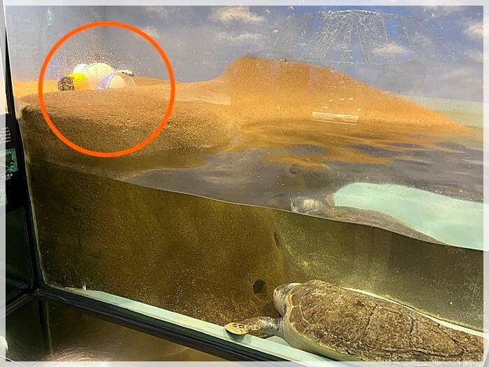 あつ森とコラボ中の水族館「マリンワールド」でウミガメのいる浜で打ち上げられているジョニー