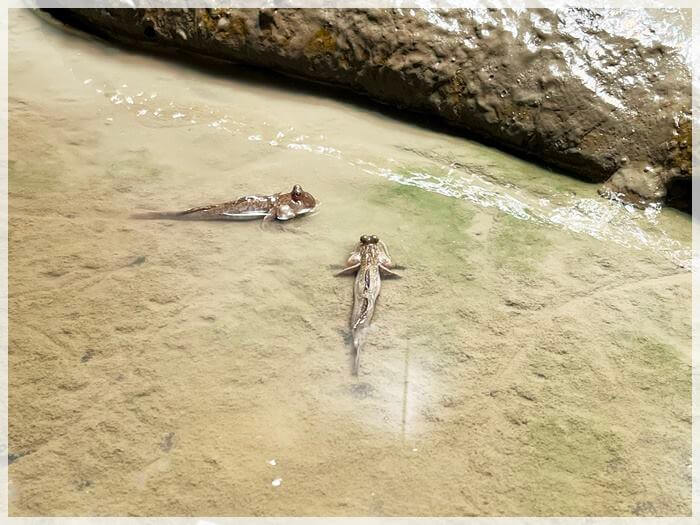 海の中道の水族館「マリンワールド」のムツゴロウ