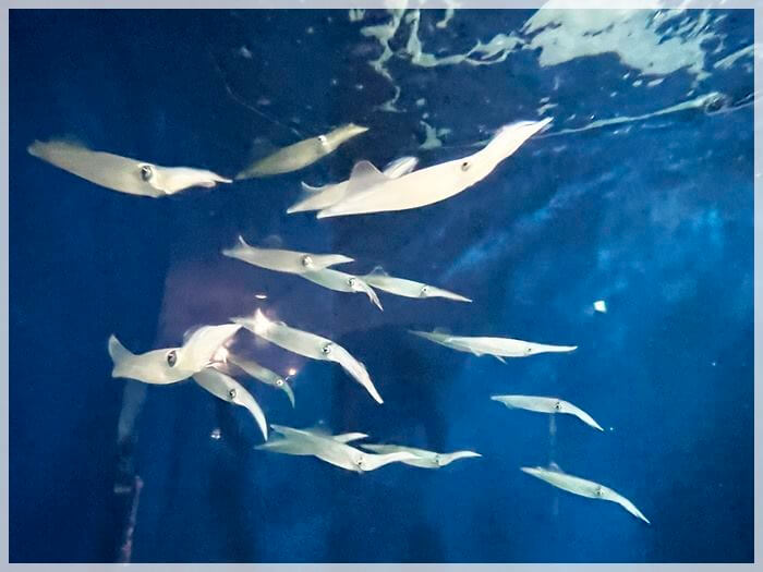 海の中道の水族館「マリンワールド」のイカ