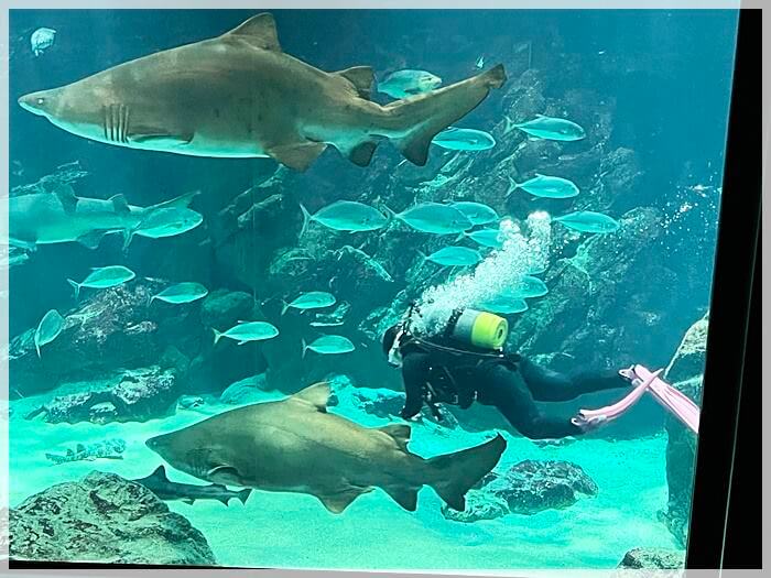 海の中道の水族館「マリンワールド」の大水槽のシロワニ（サメ）