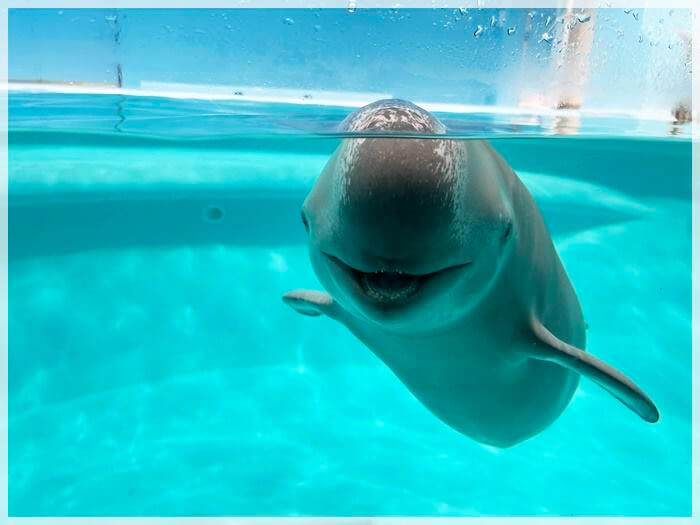 海の中道の水族館「マリンワールド」のスナメリ