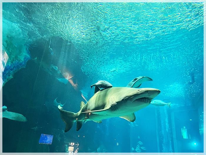 マリンワールドの大水槽のサメとイワシの大群