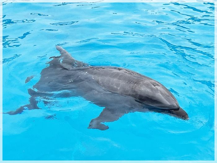 海の中道の水族館「マリンワールド」のイルカ