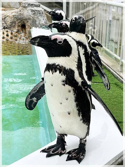 海の中道の水族館「マリンワールド」のペンギンたち