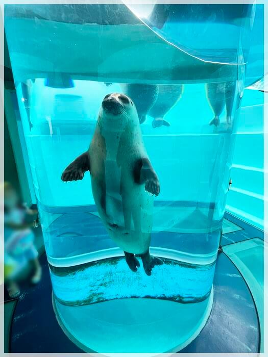 海の中道の水族館「マリンワールド」の海獣