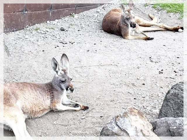 アドベンチャーワールドのカンガルー