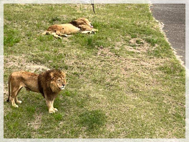 アドベンチャーワールドのライオンが立った！