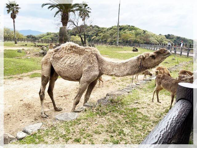 アドベンチャーワールドでラクダにエサやり