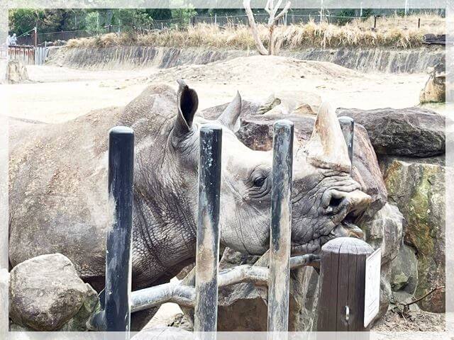 アドベンチャーワールドのサイ