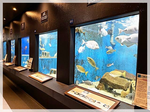 白浜水族館の展示用の水槽