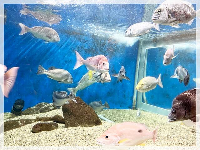 白浜水族館の鯛の水槽