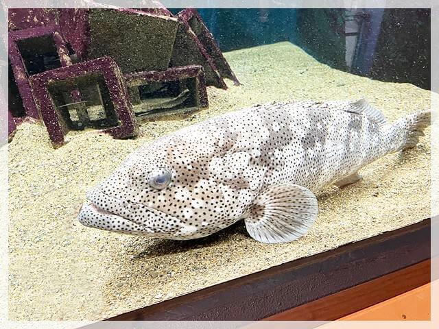 白浜水族館の魚
