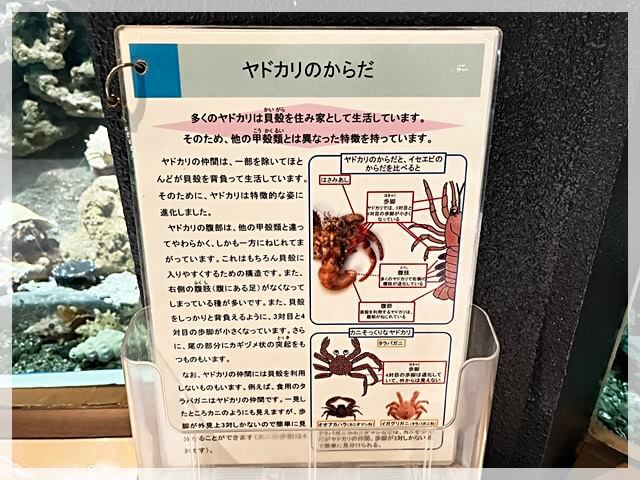 京都大学白浜水族館の子ども向けの詳しい説明文