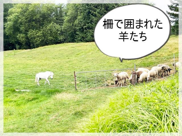 星野リゾートトマムのファム体験で羊を放牧するところ