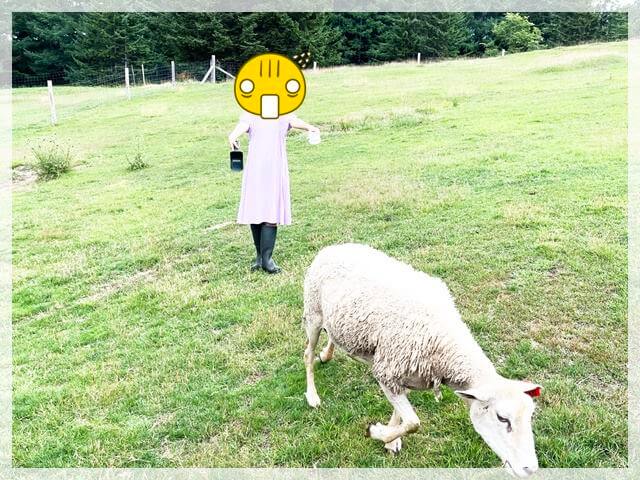 星野リゾートトマムのファーム体験で羊にエサをばらまく娘